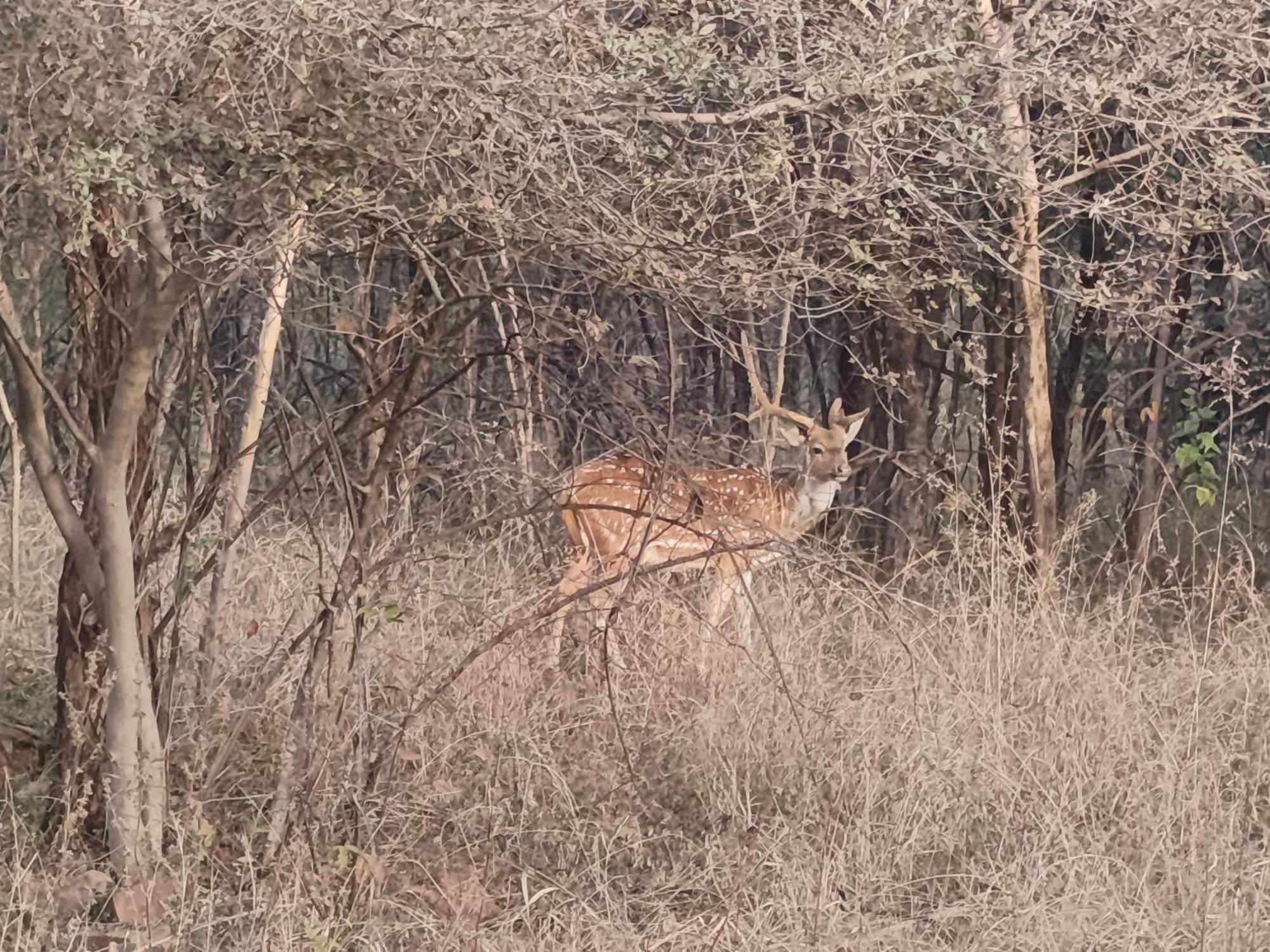 Gandhisagar Forest Retreat Hotel Gurla Kültér fotó