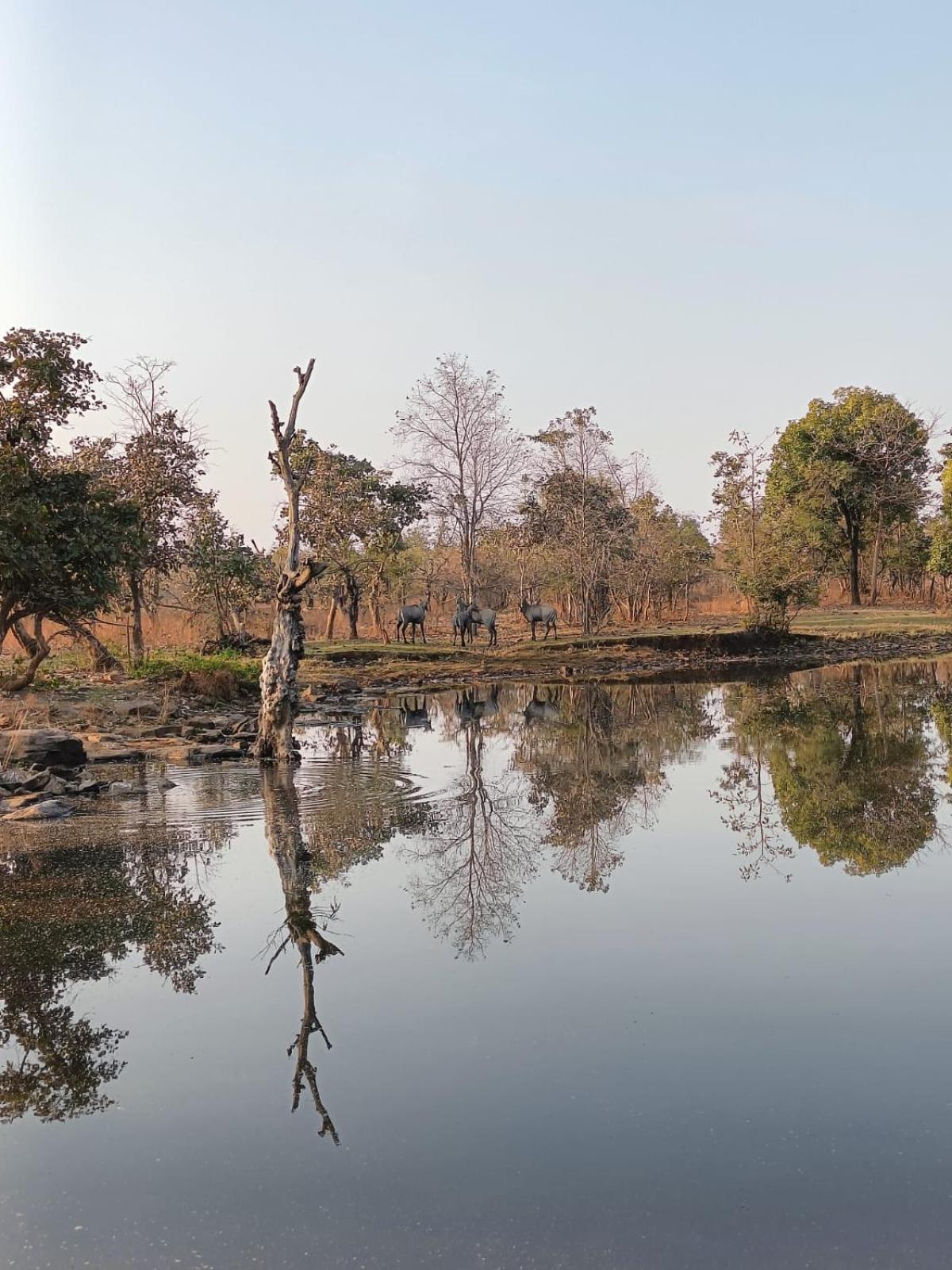 Gandhisagar Forest Retreat Hotel Gurla Kültér fotó